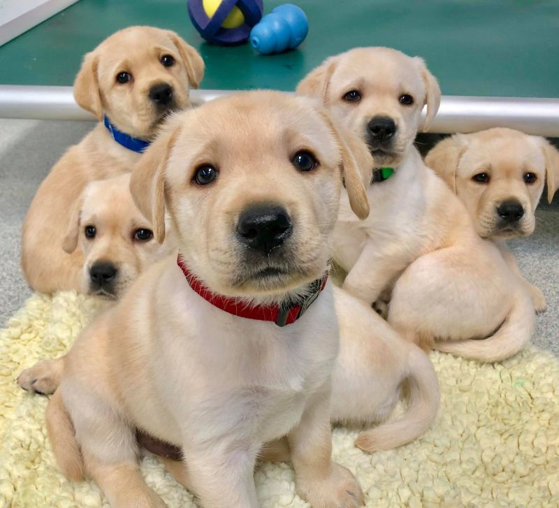 Golden Retriever Puppies: Care and Health Tips